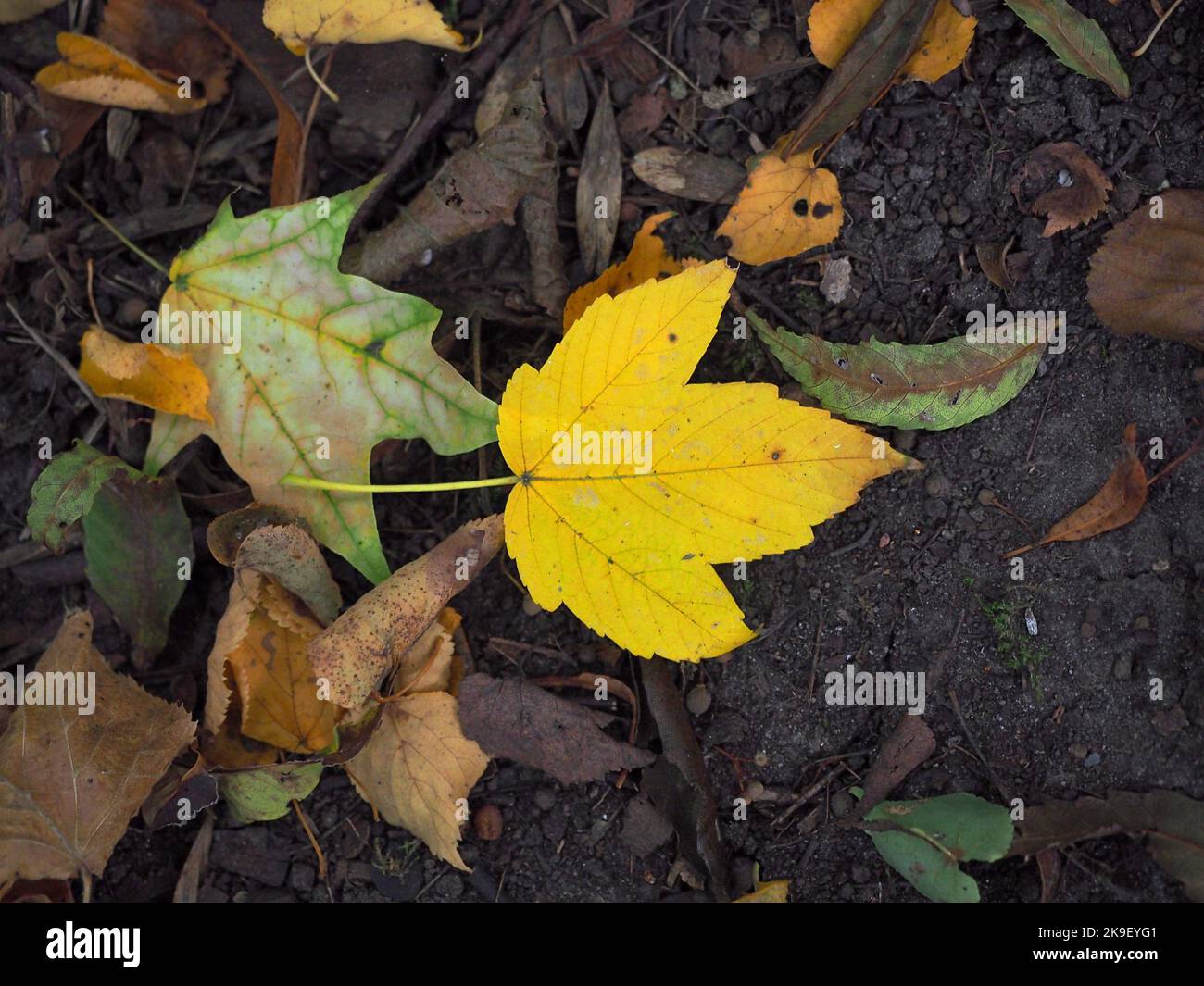 Vertrocknete Blätter im Herbst Stockfoto