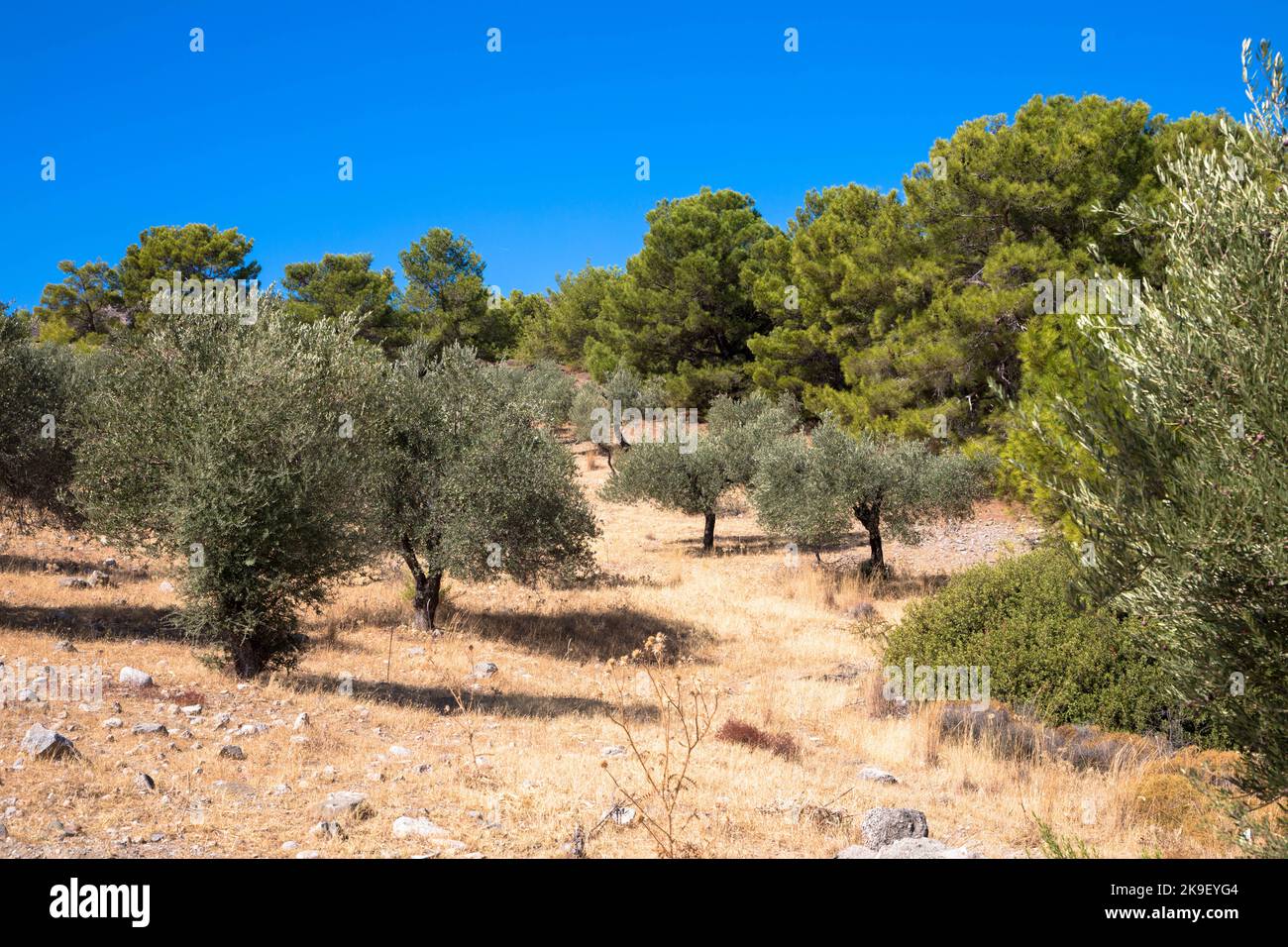 Olivenbäume in einer typisch griechischen Landschaft. Trockenes Klima und sonniger blauer Himmel. Rhodos-Insel, Griechenland. Stockfoto