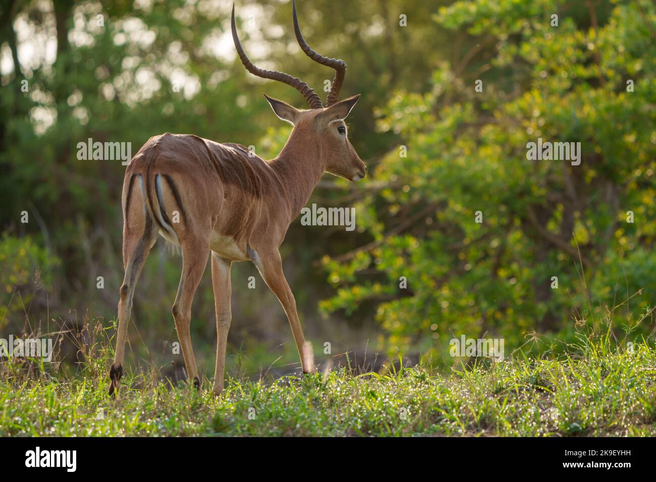 Impala (Aepyceros melampus) männlich. Mpumalanga. Südafrika. Stockfoto