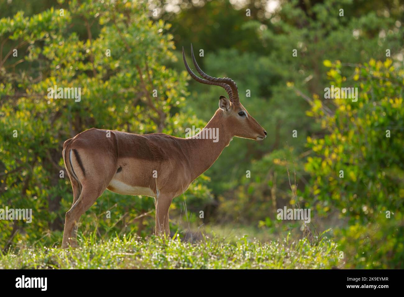 Impala (Aepyceros melampus) männlich. Mpumalanga. Südafrika. Stockfoto