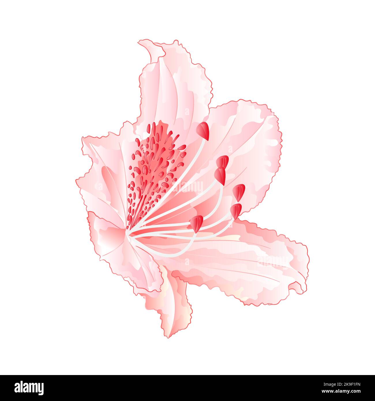 Rhododendron hellrosa Blume Berg Strauch vintage Vektor Illustration  editierbare Hand zeichnen Stock-Vektorgrafik - Alamy