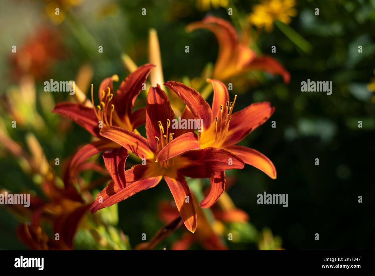 Blumen im Garten im Sommer. Blüte der Pflanze. Wunderschöne Natur. Einzelheiten zum Werk. Stockfoto