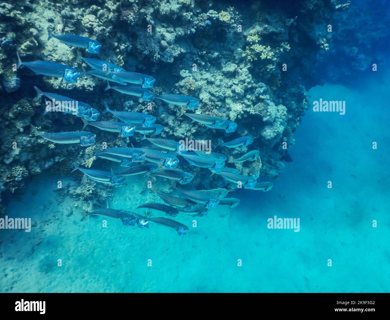 Schwarm großer Makrelenfische im Roten Meer in ägypten Stockfoto