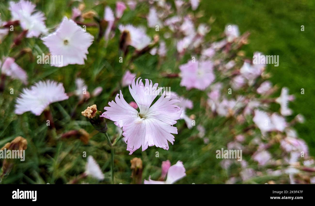 Zartes Weiß mit rosa Schattenblumen aus Nelke oder Nelkenrosa (Dianthus caryophyllus) aus nächster Nähe Stockfoto