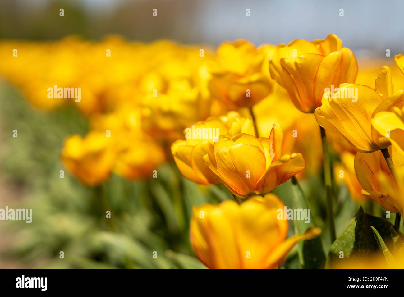 Feld mit gelben Tulpen im Frühjahr Stockfoto