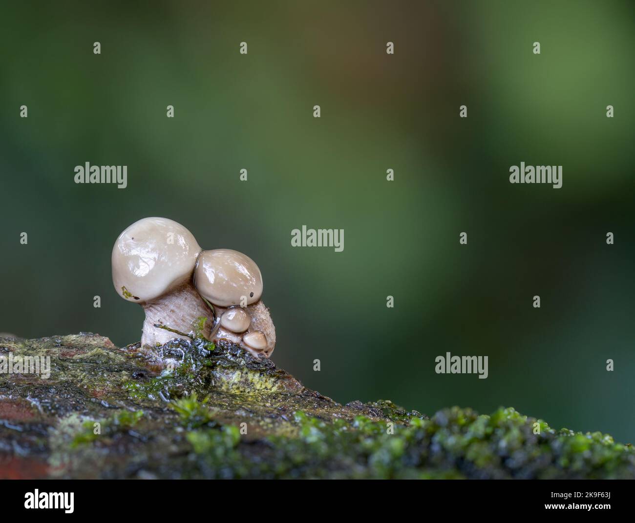 Fein kleine Pilze, Pilze. Sehen aus wie eine kleine Familie. Stockfoto