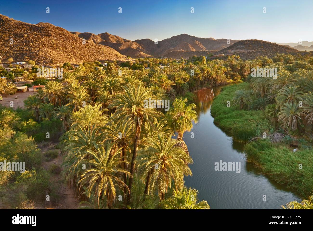Fan Palms über Arroyo Santa Rosalia, bei Sonnenuntergang, Mulege, Baja California Sur, Mexiko Stockfoto