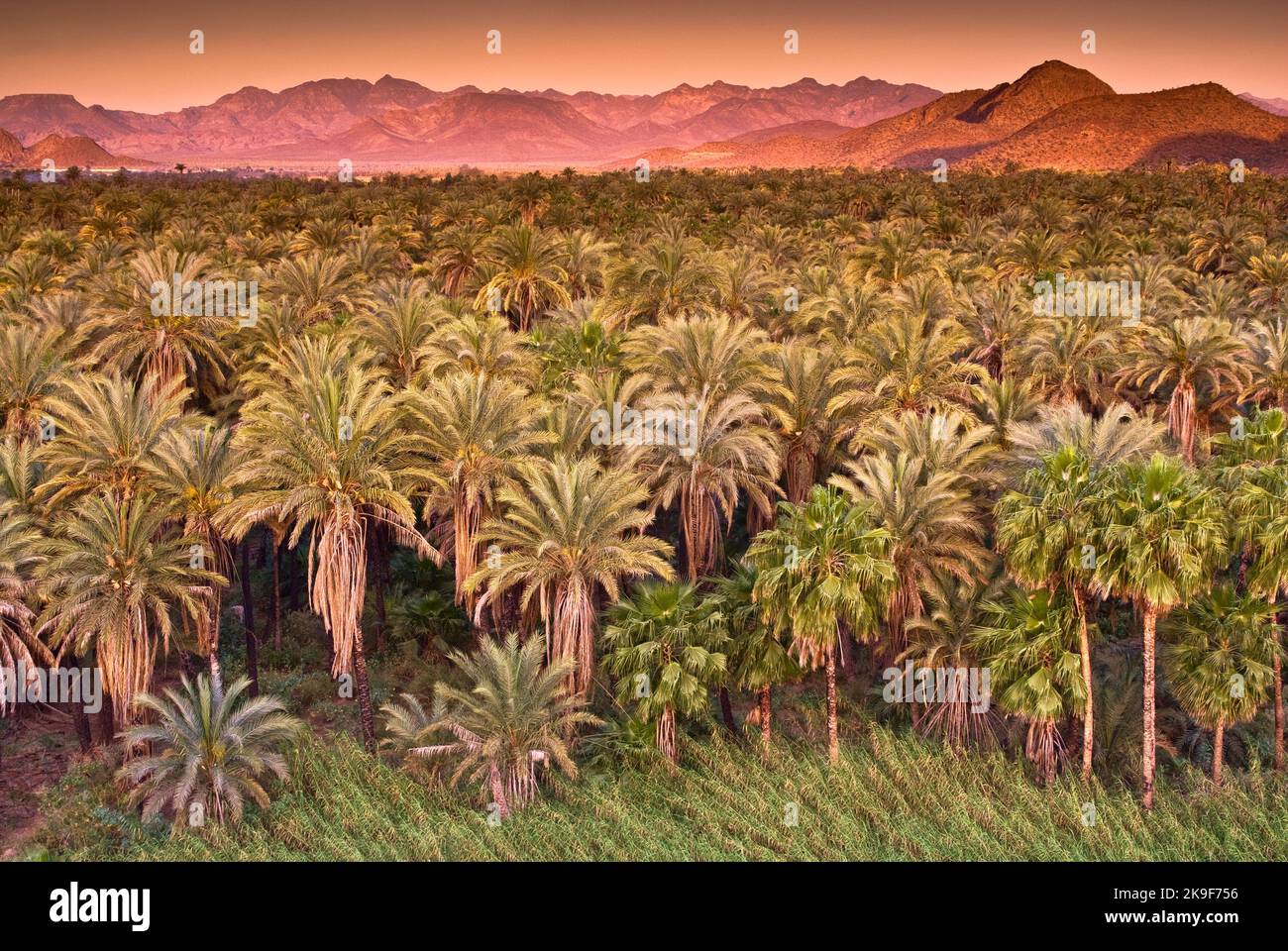 Datum und Ventilator Palmen bei Sonnenaufgang, der Sierra de Guadalupe in Distanz, Mulege, Baja California Sur, Mexiko Stockfoto