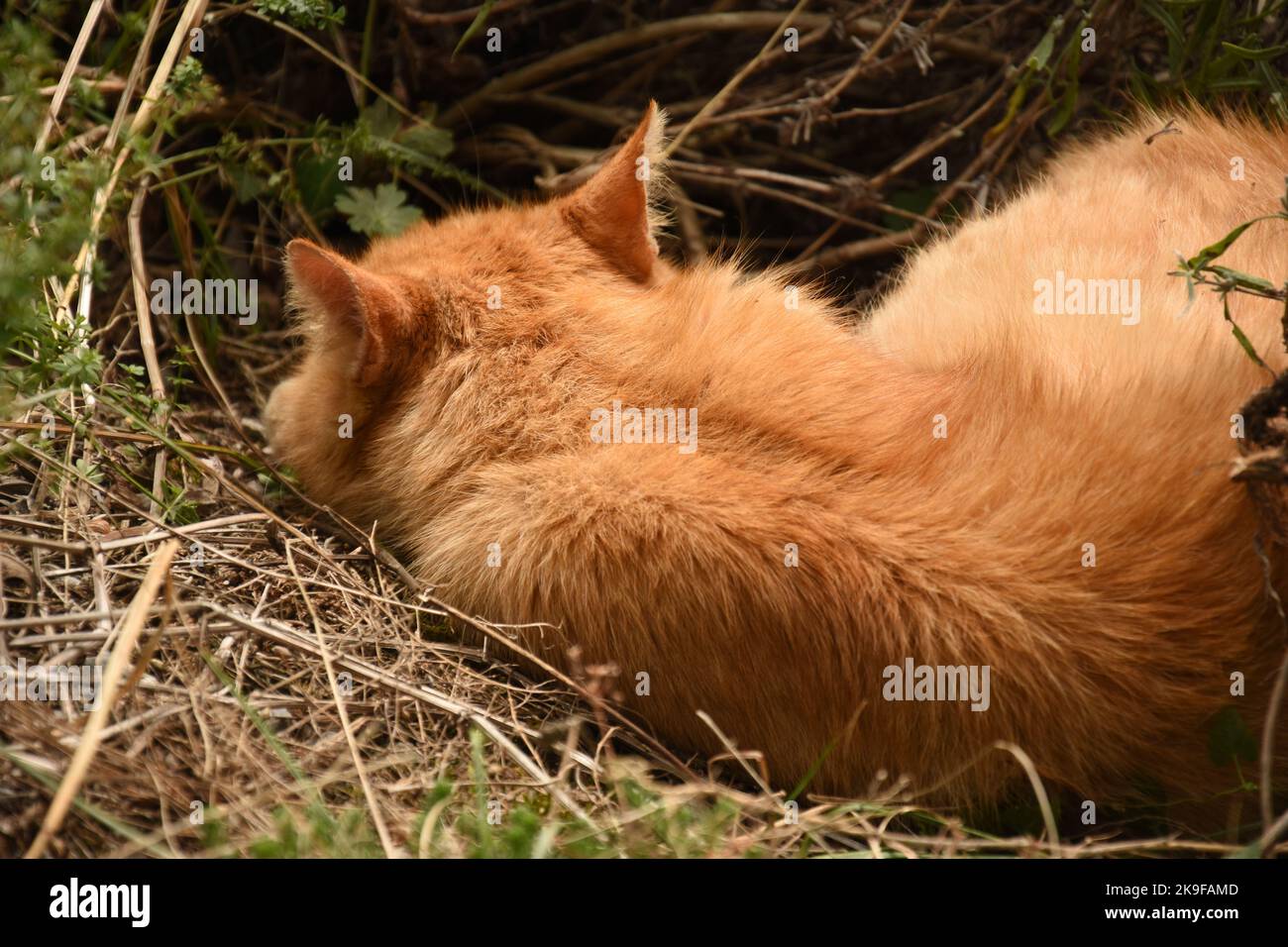 Ingwer-Katze schläft in einem Busch Stockfoto