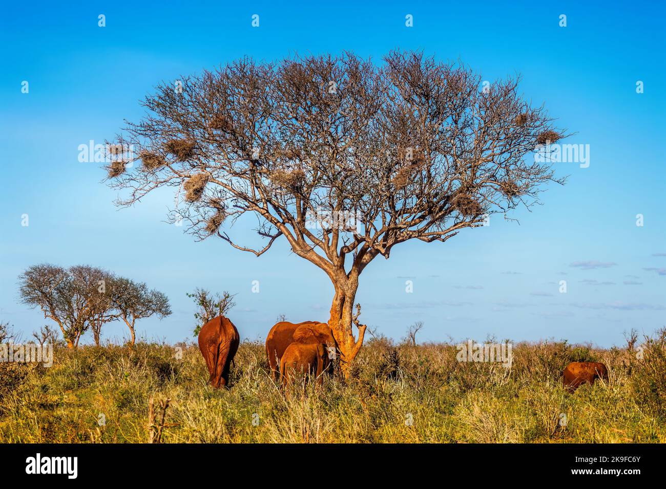 Elefanten unter einem großen Baum im Amboseli National Park, Kenia Stockfoto
