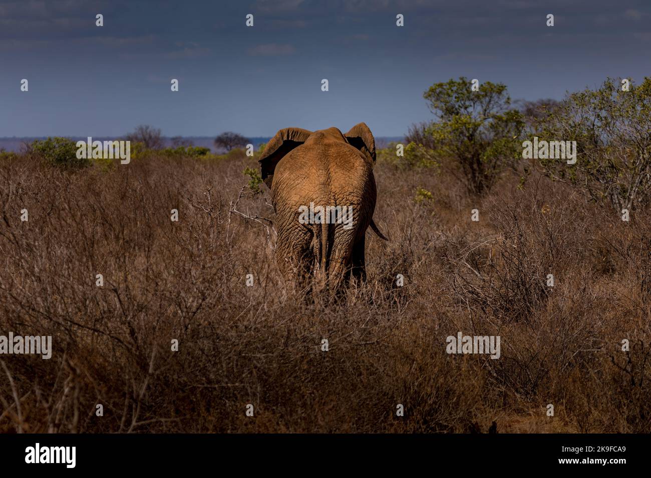 Ein Elefant von hinten im Tsavo Nationalpark, Kenia Stockfoto