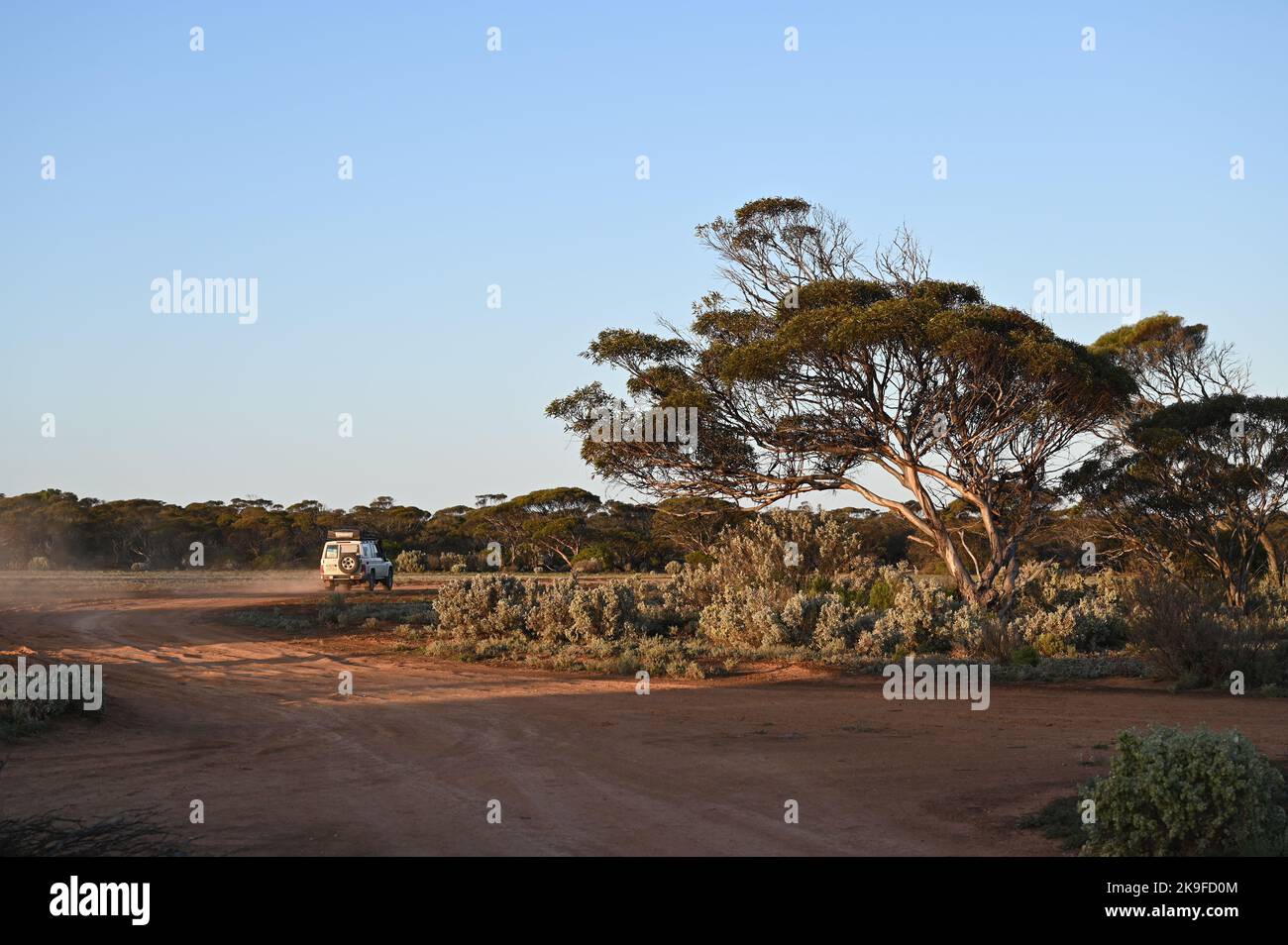 Geländewagen im Eukalyptuswald in der Wildnis Stockfoto