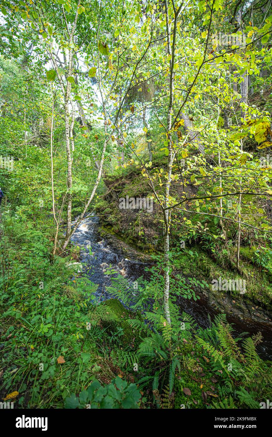 Erosion des Flussufers Hareshaw Burn Stockfoto