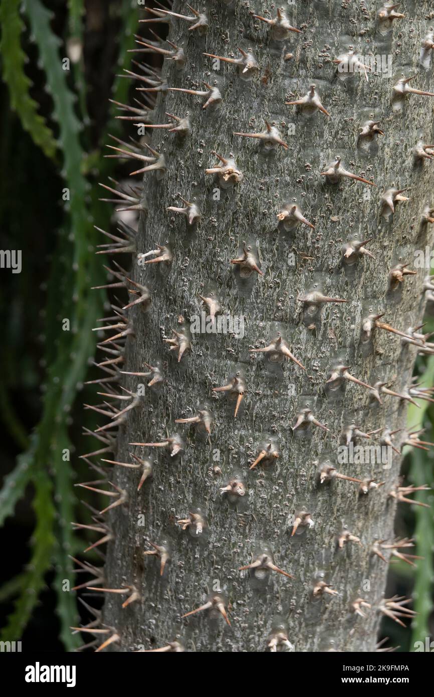 Nahaufnahme des Stachelstammes des Pachypodium-Baumes. Stockfoto