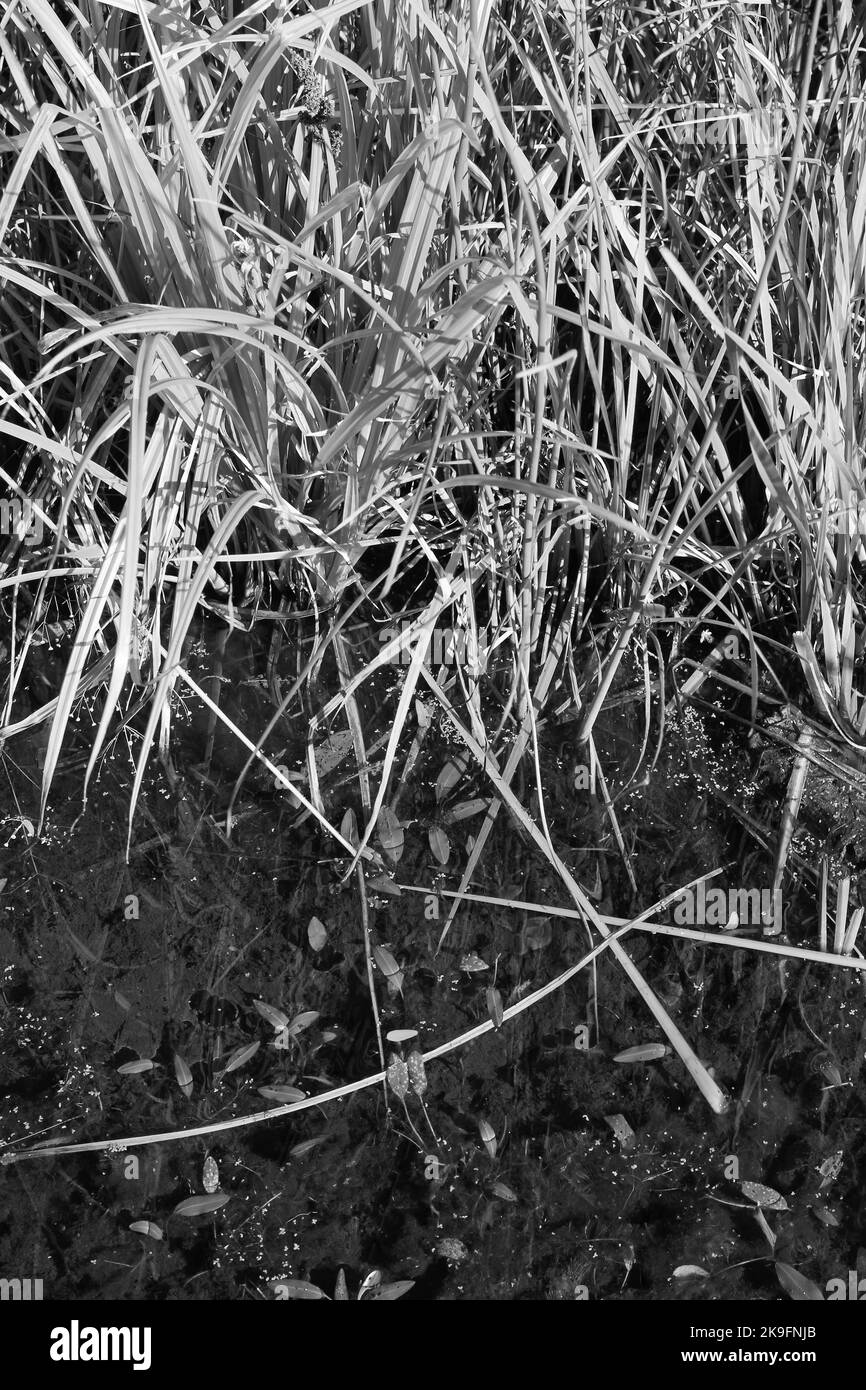 Wildes Schilf und Gräser wachsen entlang der ruhigen Küste in einem Schwarz-Weiß-Monochrom. Stockfoto