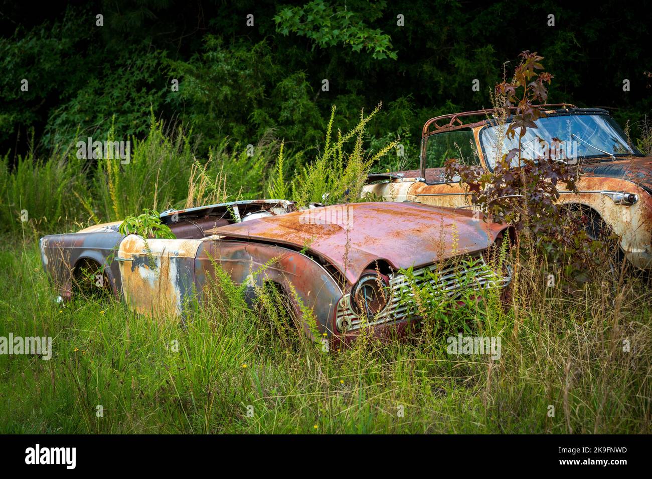 Alte rostige Autos, die nicht mehr fahren, stehen auf einem Feld mit Unkraut und Bäumen Stockfoto