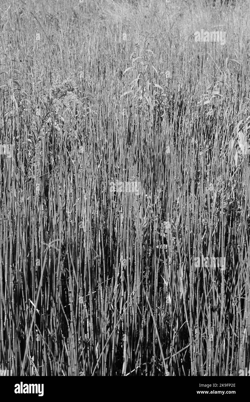 Wildes Schilf und Gräser wachsen entlang der ruhigen Küste in einem Schwarz-Weiß-Monochrom. Stockfoto