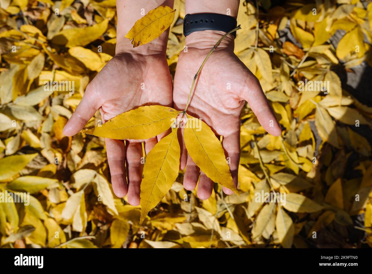 Weibliche Hand im Herbstpark genießen den Herbst und halten ein Blatt. Stockfoto