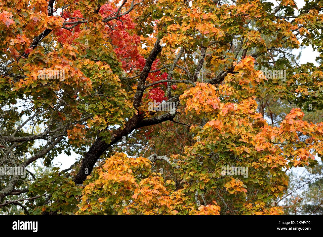 Ahornbaum in schönen Herbstfarben Stockfoto