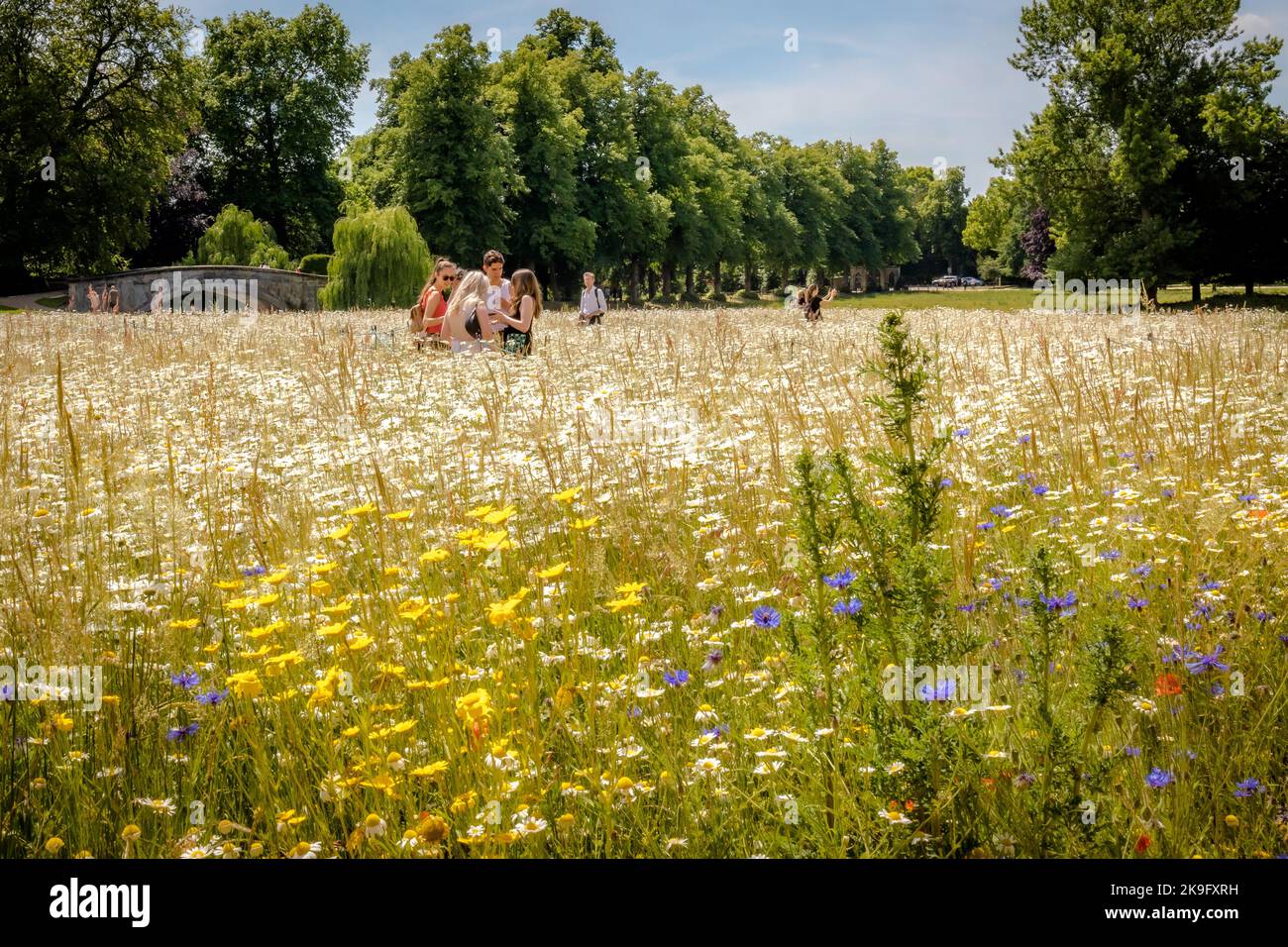 Die Wildblumenwiese am Kings College Cambridge Stockfoto