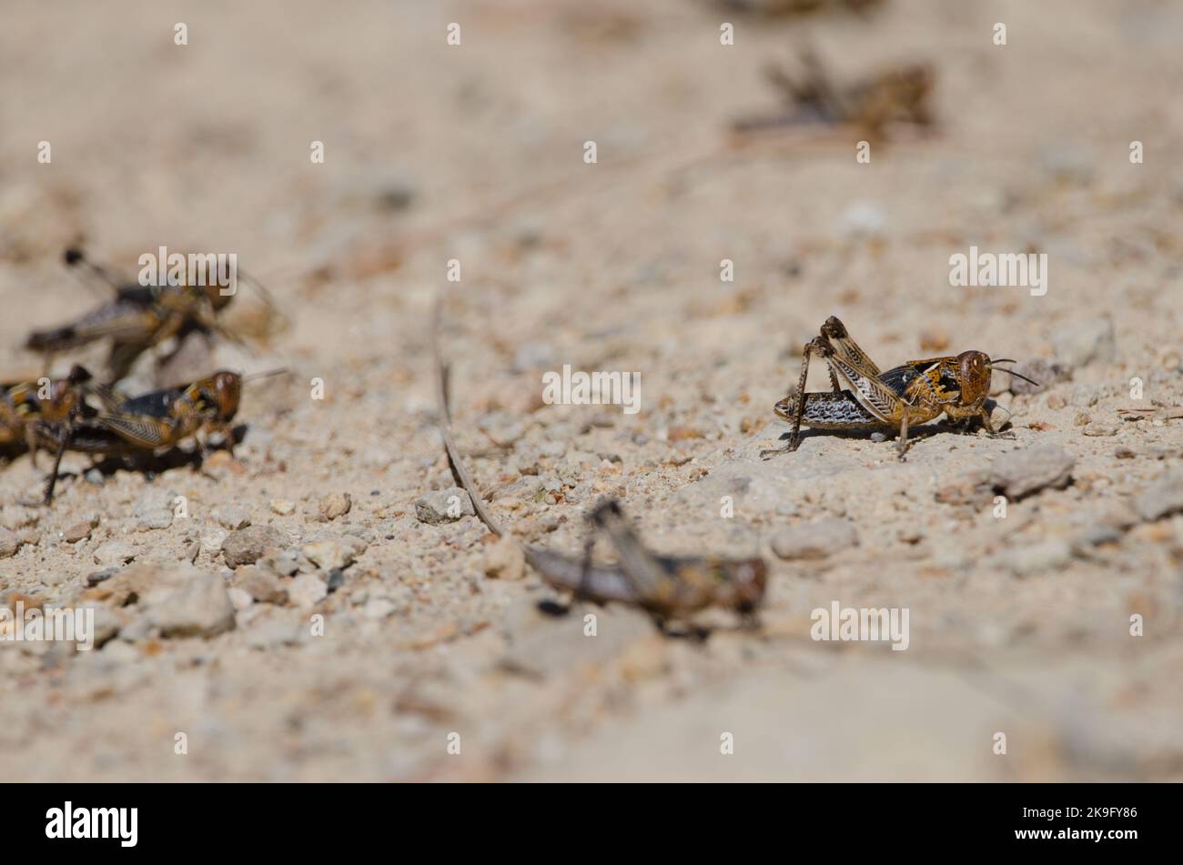 Nymphen der marokkanischen Heuschrecke Dociostaurus maroccanus. Cruz de Pajonales. Integral Natural Reserve von Inagua. Tejeda. Gran Canaria. Kanarische Inseln. Spanien. Stockfoto