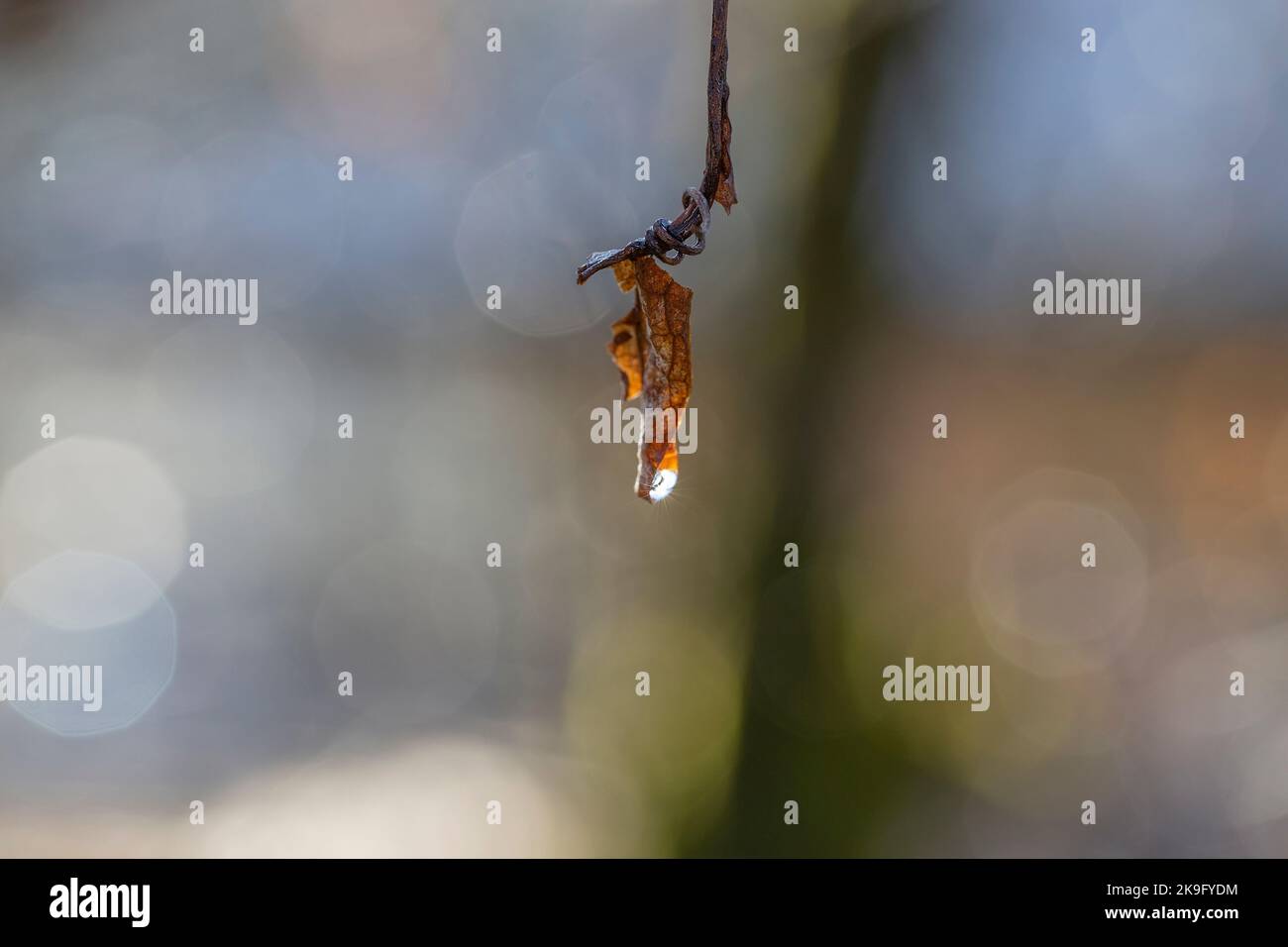 Einzelnes orangefarbenes Blatt auf der Weinrebe im Herbst. Tautropfen, der im Sonnenmakro funkelt. Hintergrund unschärft Stockfoto