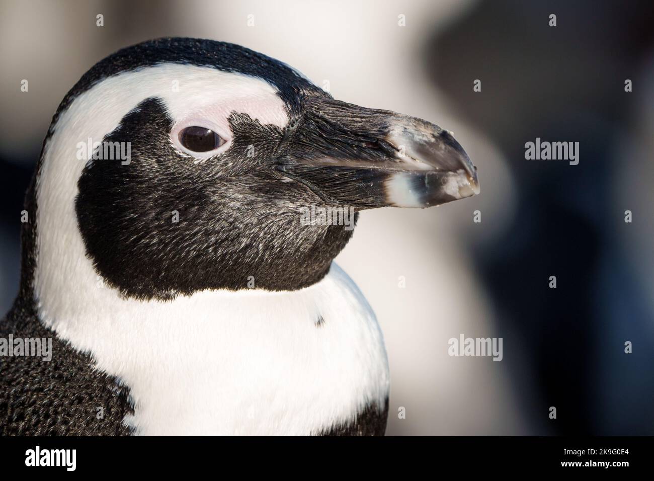 Afrikanischer Pinguin, Kappinguin oder südafrikanischer Pinguin (Spheniscus demersus) an Stony Point, Betty's Bay, Western Cape, Südafrika. Stockfoto