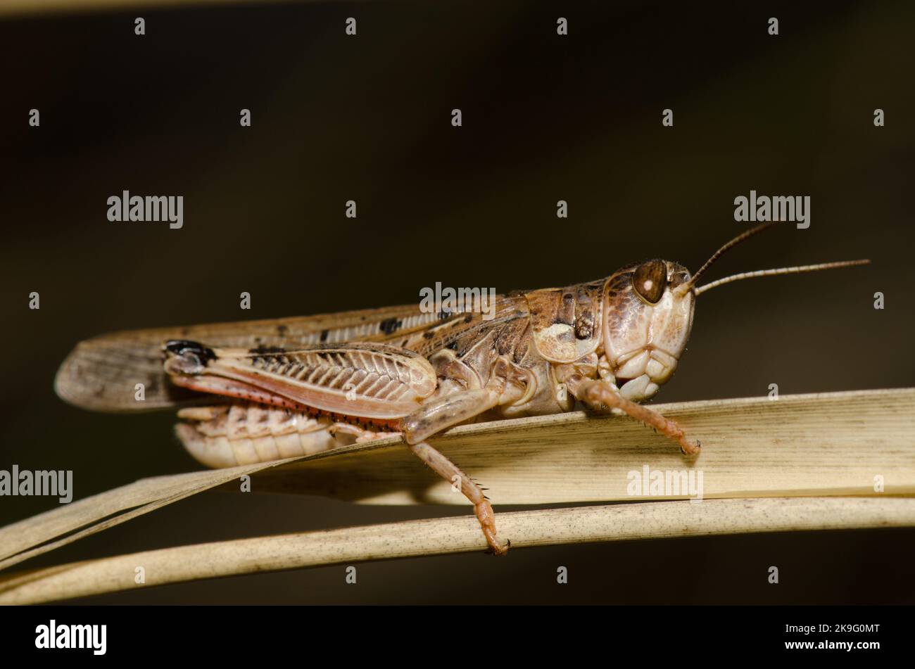 Marokkanische Heuschrecke Dociostaurus maroccanus. Cruz de Pajonales. Integral Natural Reserve von Inagua. Tejeda. Gran Canaria. Kanarische Inseln. Spanien. Stockfoto