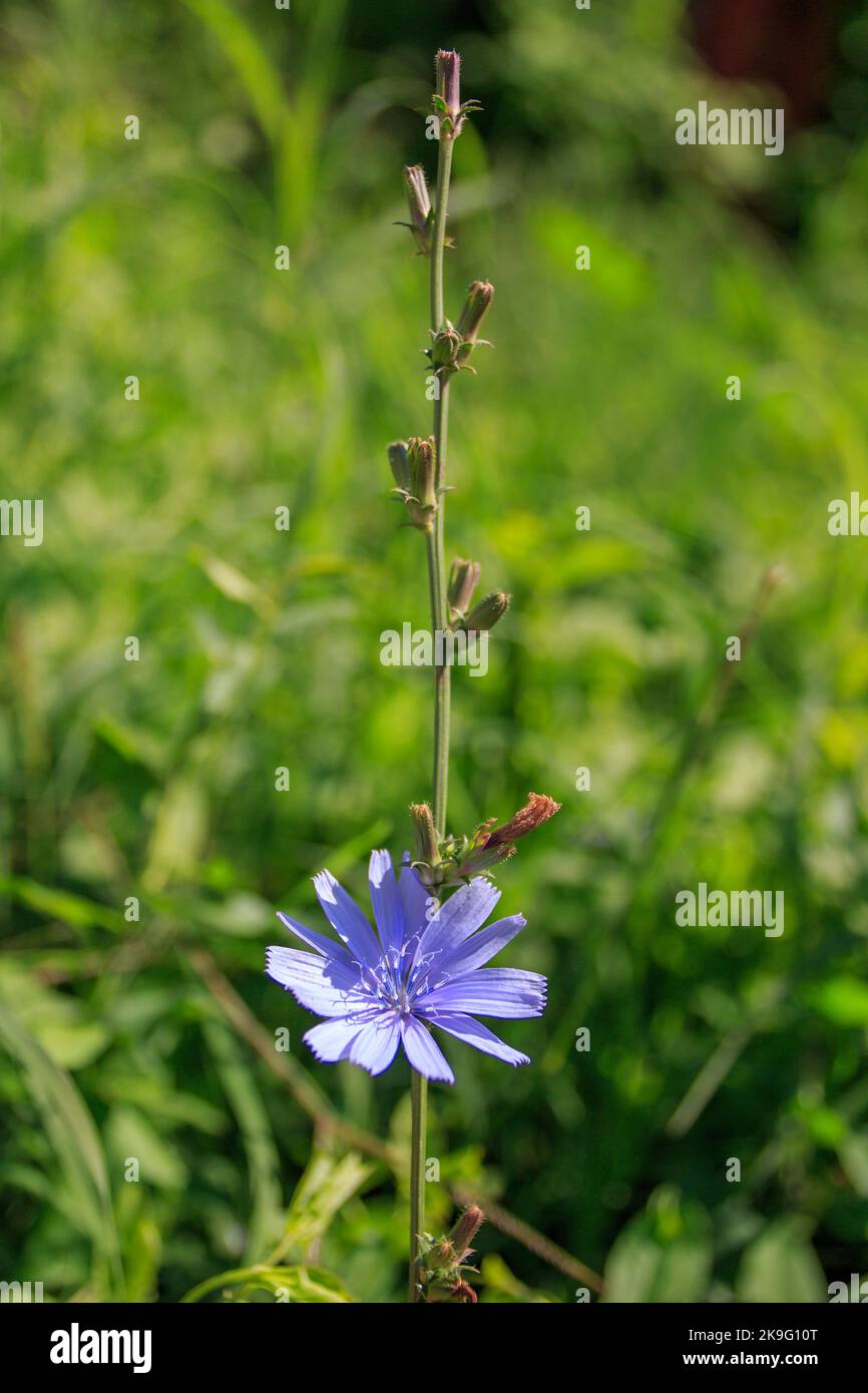 Blaue Chicory Blume - Cichorium intybus, Kraut auf grüner Wiese Stockfoto