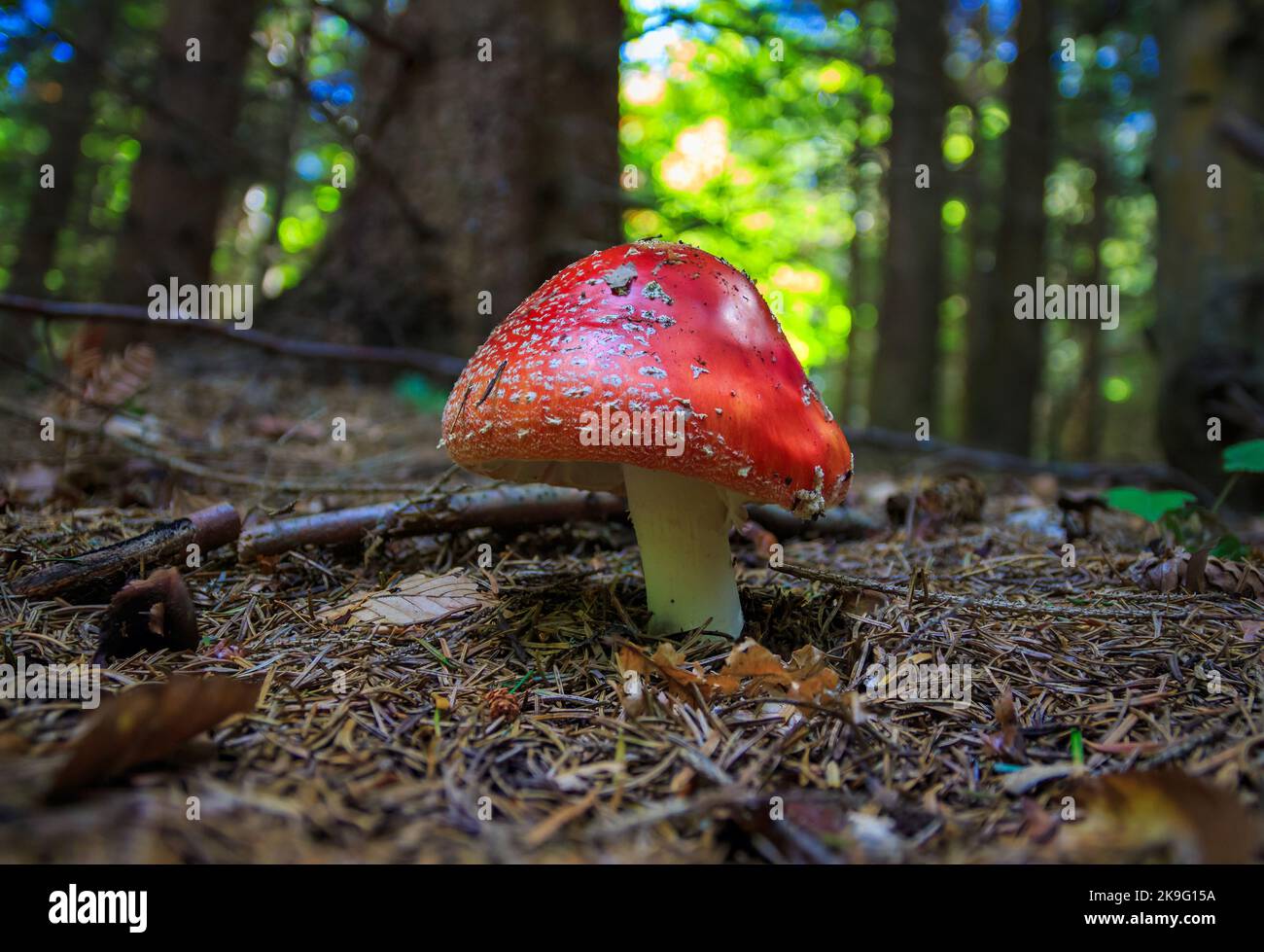 Giftiger Pilz Red Fly agaric - Amanita muscaria, im Bergwald, natürliches Licht. Zehenhocker Stockfoto