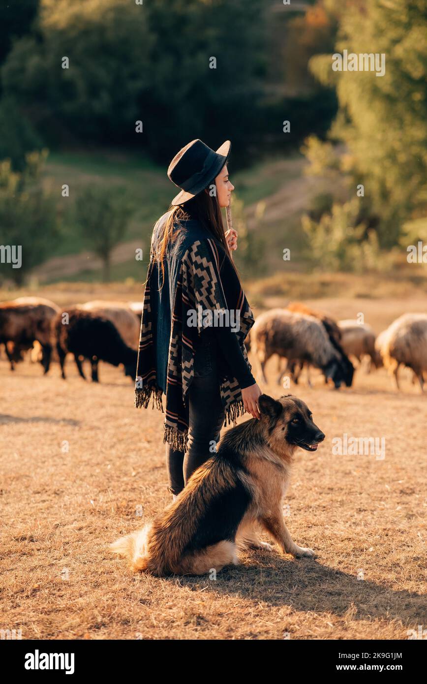 Eine Schäferin mit einem Hund grast eine Herde auf dem Rasen Stockfoto