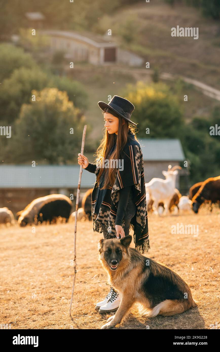 Eine Schäferin mit einem Hund grast eine Herde auf dem Rasen Stockfoto