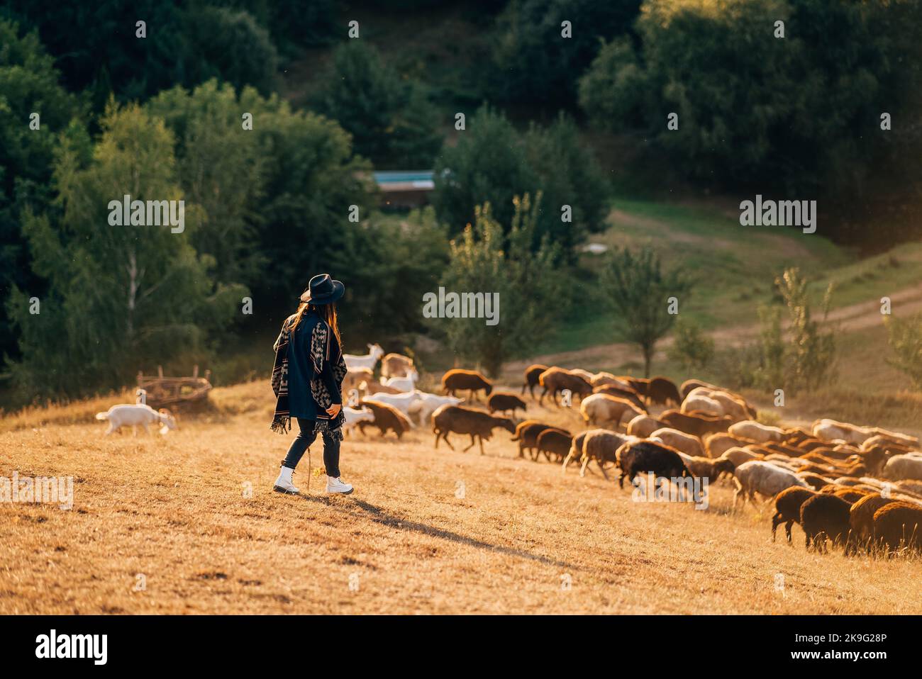 Weibliche Schäferin und Schafherde auf einem Rasen Stockfoto