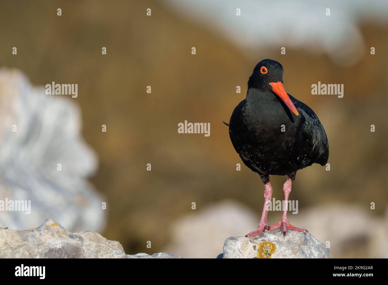 Afrikanischer Austernfischer oder afrikanischer schwarzer Austernfischer (Haematopus moquini) am Stony Point an der Whale Coast, Betty's Bay (Bettys Bay), Overberg, West Stockfoto