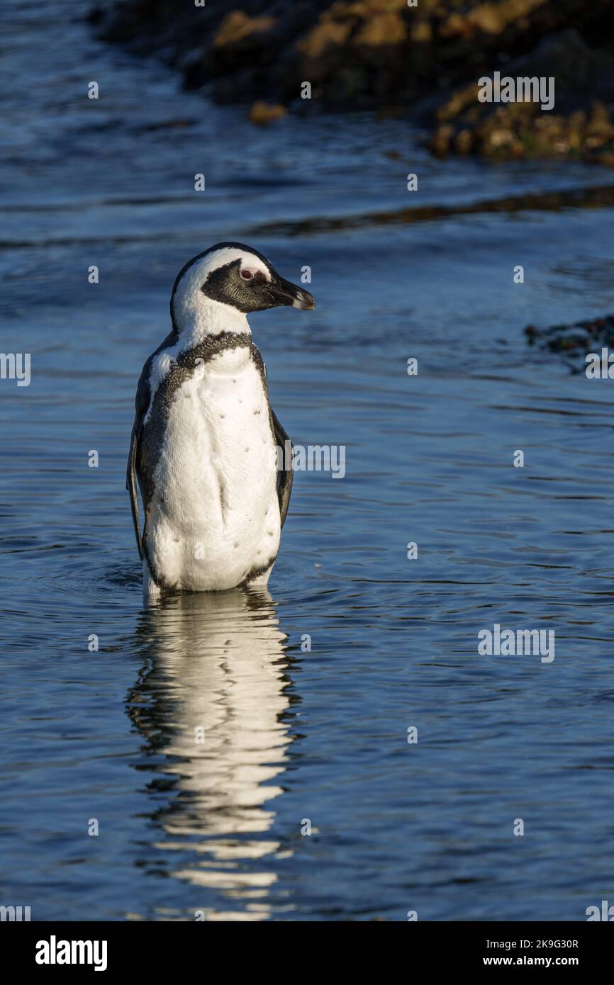 Afrikanischer Pinguin, Kappinguin oder südafrikanischer Pinguin (Spheniscus demersus) an Stony Point, Betty's Bay, Western Cape, Südafrika. Stockfoto