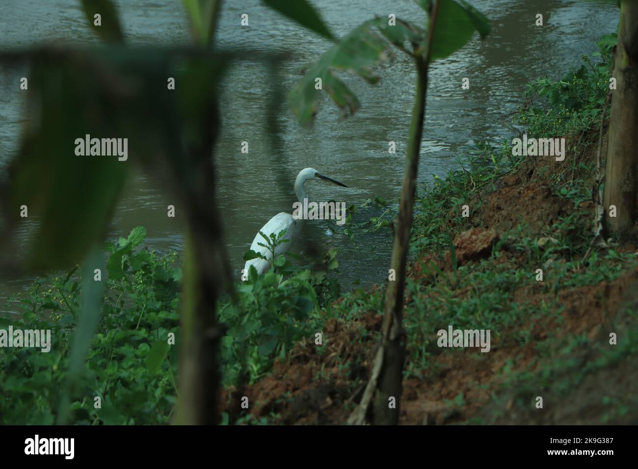 Nahaufnahme des weißen Kranichvogels in der Natur Stockfoto