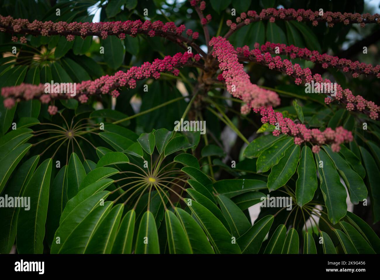 Meist verschwommene rote Früchte und Blätter des schefflera actinofphylla Regenschirmbaums Stockfoto