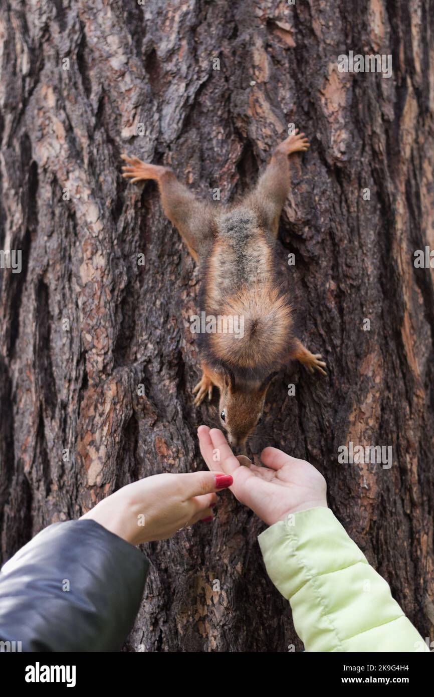 Menschenhände halten Nüsse, um das Eichhörnchen, das von einem Baum herabging, zu füttern Stockfoto
