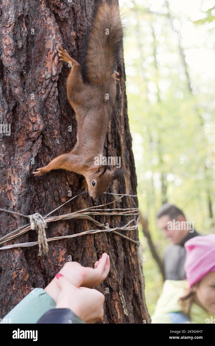 Die Menschen füttern die Eichhörnchen im Park Stockfoto