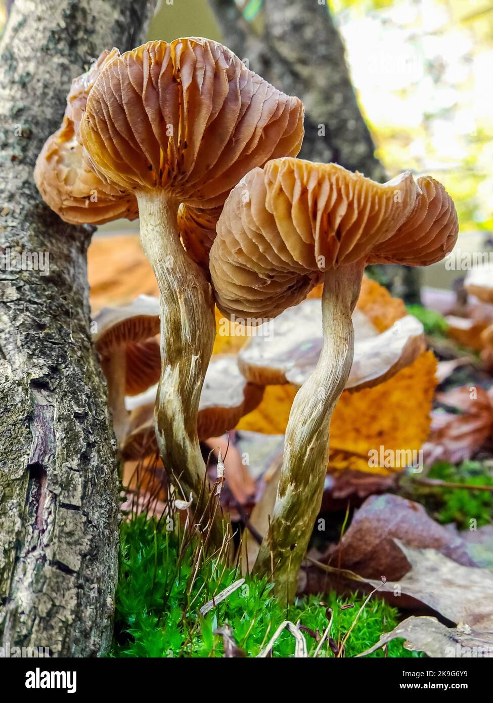 Wilde Pilze im Wald an einem herbstlichen warmen Tag Stockfoto