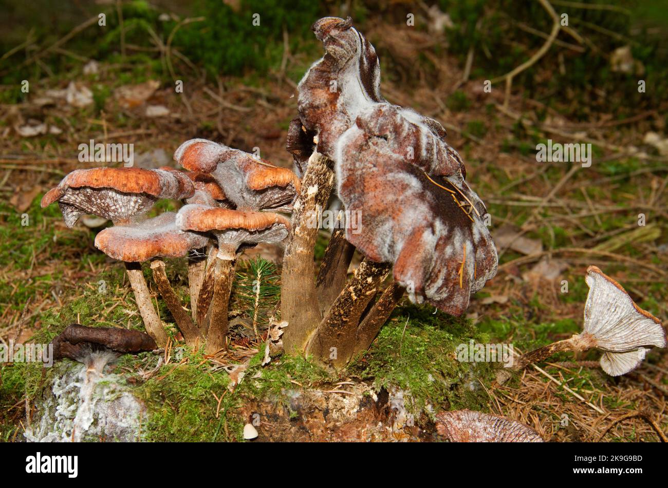 Lebenszyklus: Weißer Schimmel wächst auf Honigpilzen Stockfoto