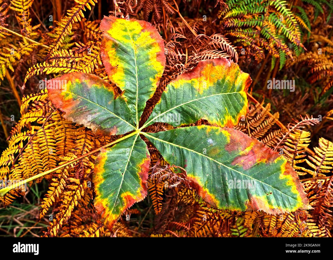 Herbstblatt mit Platanenblättern, grün, gelb und braun Stockfoto