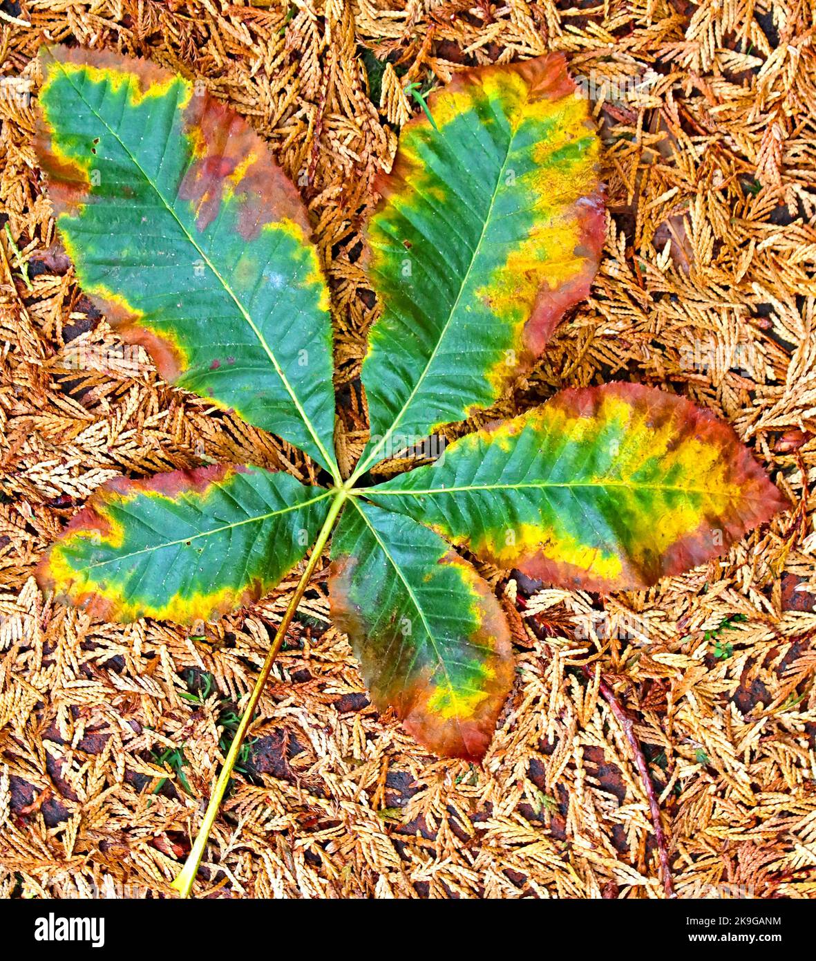 Herbstblatt mit Platanenblättern, grün, gelb und braun Stockfoto