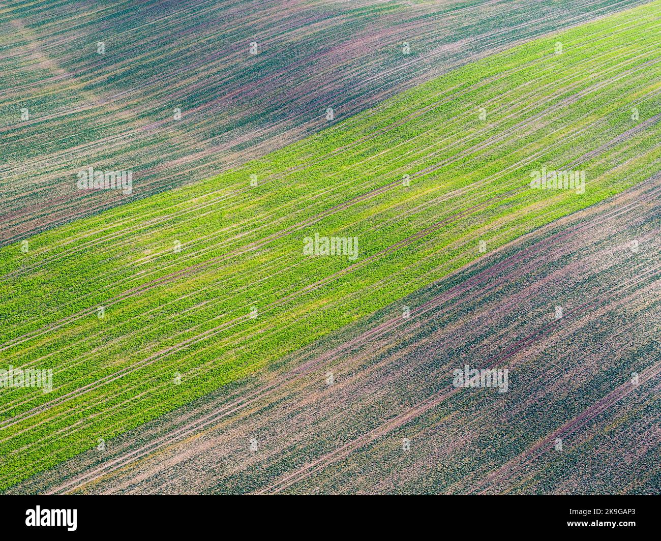 Feld gesät mit Winterkorn, landwirtschaftliche Luftlandschaft Stockfoto