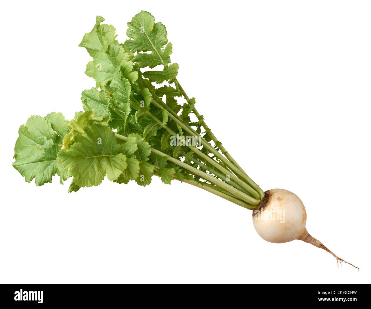 Frischer weißer runder Rettich mit Blättern, essbares und gesundes Wurzelgemüse isoliert auf weißem Hintergrund Stockfoto