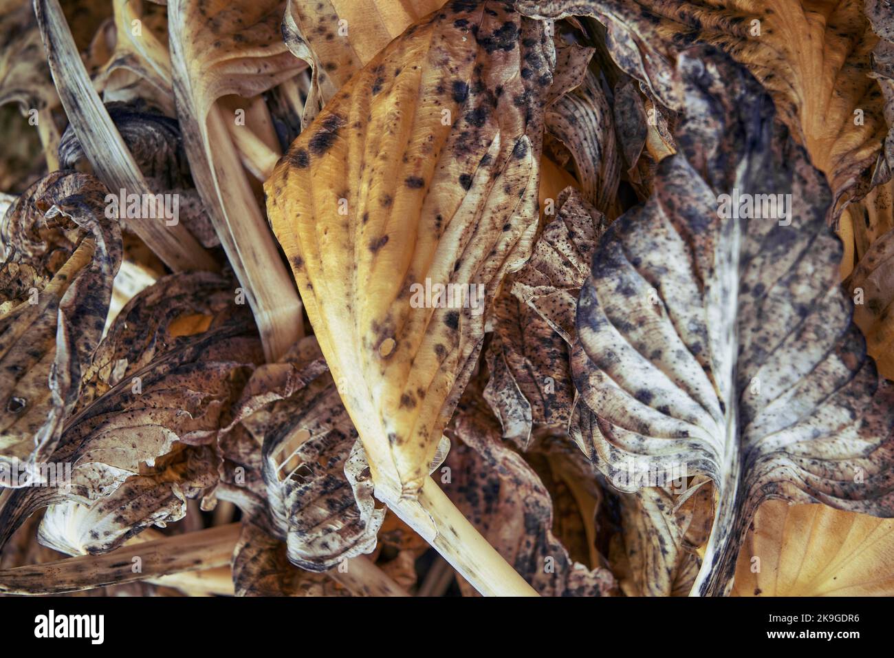 Die Blätter von Hosta verfaulten in ihren Töpfen, während der Herbst anbricht. Stockfoto