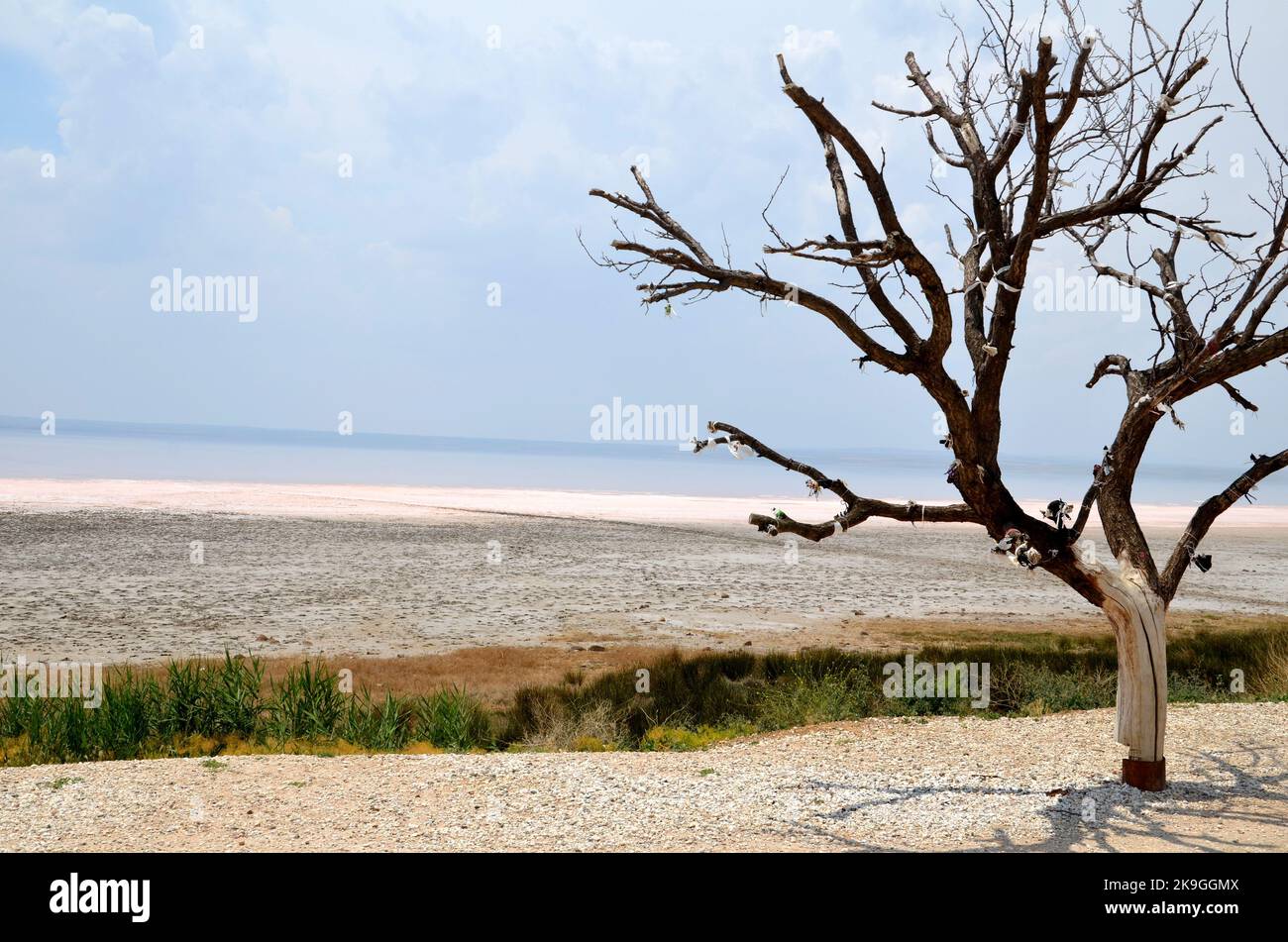 Baum am Ufer des großen Salzsees 'Tuz Gölü' Stockfoto