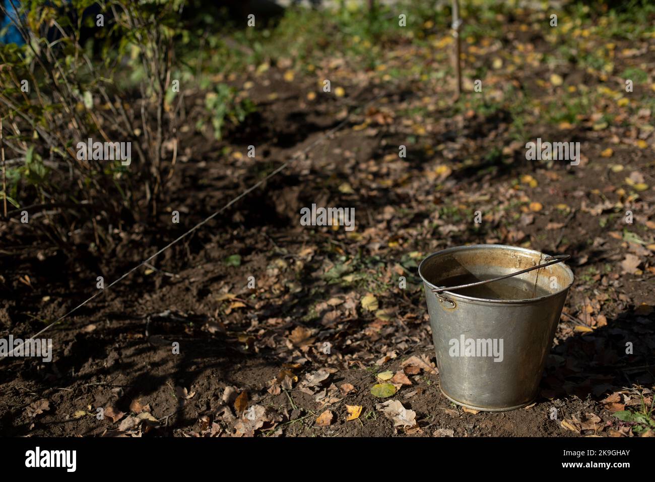 Eimer Wasser im Garten. Stahleimer im Herbst. Wasser zum Bewässern von Pflanzen. Gartenwerkzeug. Stockfoto