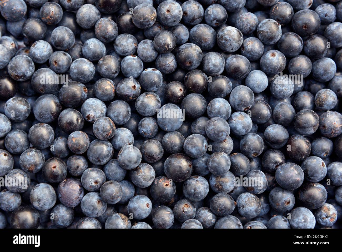 Schlehe-Beeren, die Frucht von Schlehdornsträuchern (Prunus spinosa), werden nach dem ersten Frost des Winters zur Herstellung von Schlehe-Gin verwendet Stockfoto