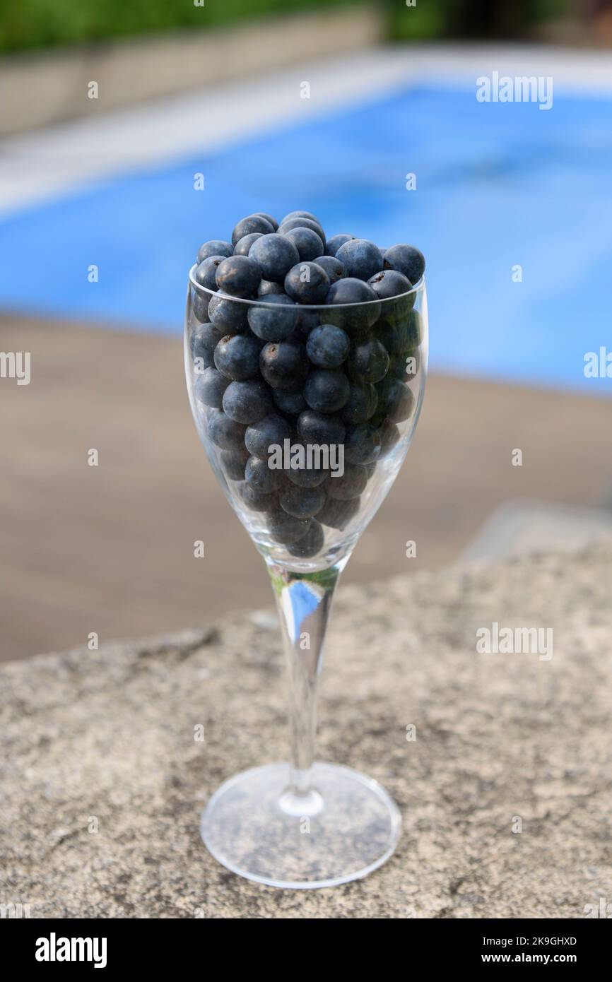 Schlehe-Beeren, die Frucht von Schlehdornsträuchern (Prunus spinosa), werden nach dem ersten Frost des Winters zur Herstellung von Schlehe-Gin verwendet Stockfoto